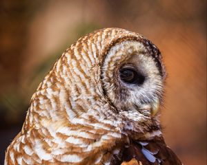 Preview wallpaper barred owl, owl, bird, wildlife