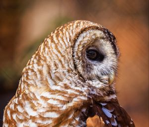 Preview wallpaper barred owl, owl, bird, wildlife