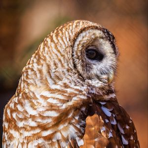 Preview wallpaper barred owl, owl, bird, wildlife