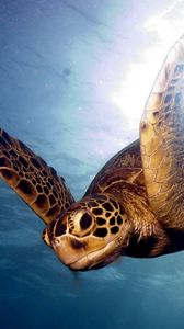 Preview wallpaper barrier reef, sea, swim, turtle