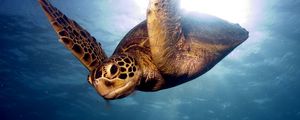 Preview wallpaper barrier reef, sea, swim, turtle