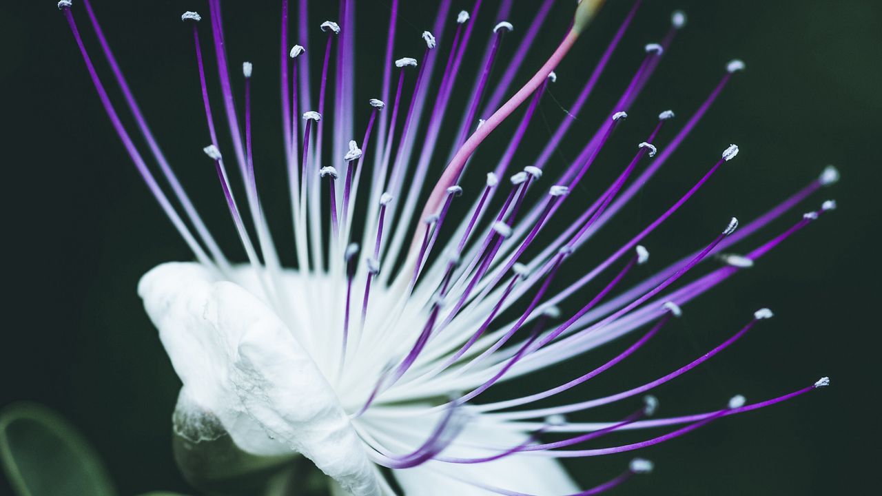 Wallpaper barringtonia asiatica, flower, bloom