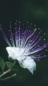 Preview wallpaper barringtonia asiatica, flower, bloom