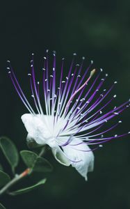 Preview wallpaper barringtonia asiatica, flower, bloom