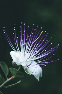 Preview wallpaper barringtonia asiatica, flower, bloom