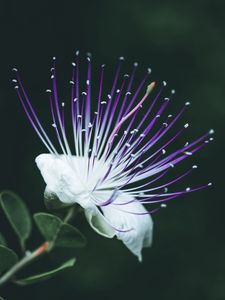 Preview wallpaper barringtonia asiatica, flower, bloom