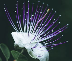 Preview wallpaper barringtonia asiatica, flower, bloom