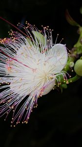 Preview wallpaper barringtonia, flower, petals, pollen, macro, white