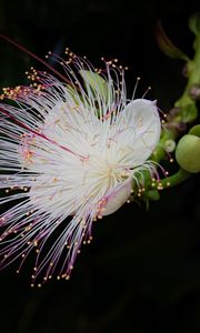 Preview wallpaper barringtonia, flower, petals, pollen, macro, white