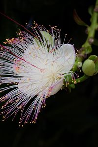 Preview wallpaper barringtonia, flower, petals, pollen, macro, white