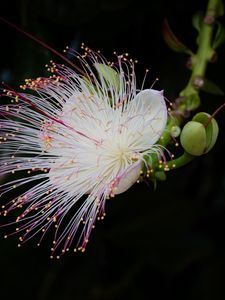 Preview wallpaper barringtonia, flower, petals, pollen, macro, white