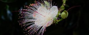 Preview wallpaper barringtonia, flower, petals, pollen, macro, white