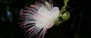 Preview wallpaper barringtonia, flower, petals, pollen, macro, white