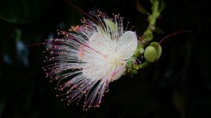 Preview wallpaper barringtonia, flower, petals, pollen, macro, white