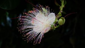 Preview wallpaper barringtonia, flower, petals, pollen, macro, white