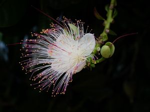 Preview wallpaper barringtonia, flower, petals, pollen, macro, white