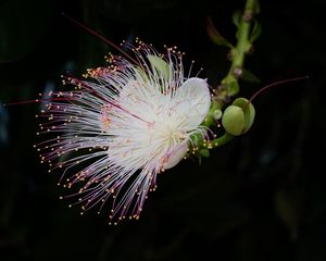 Preview wallpaper barringtonia, flower, petals, pollen, macro, white