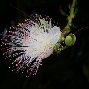 Preview wallpaper barringtonia, flower, petals, pollen, macro, white