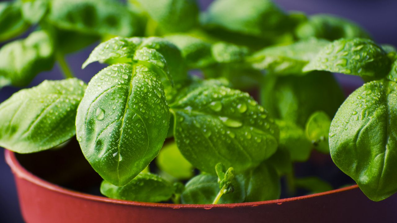 Wallpaper basil, grass, leaves, drops, pot