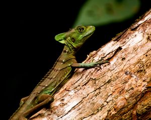 Preview wallpaper basilisk, lizard, reptile, tree, wildlife