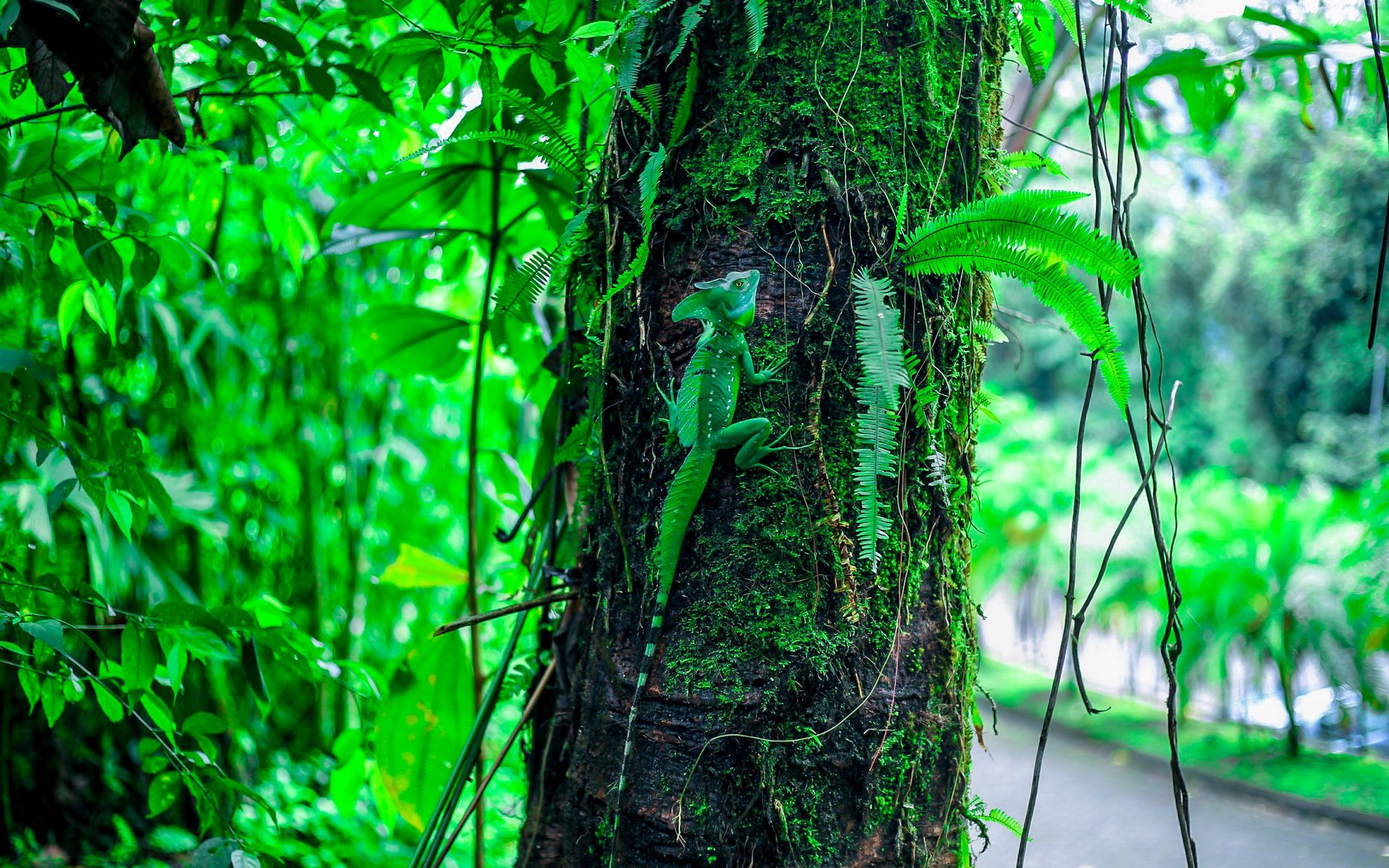 Download wallpaper 1920x1200 basilisk, lizard, reptile, camouflage