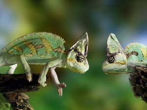 Preview wallpaper basilisk, reptile, couple, branch