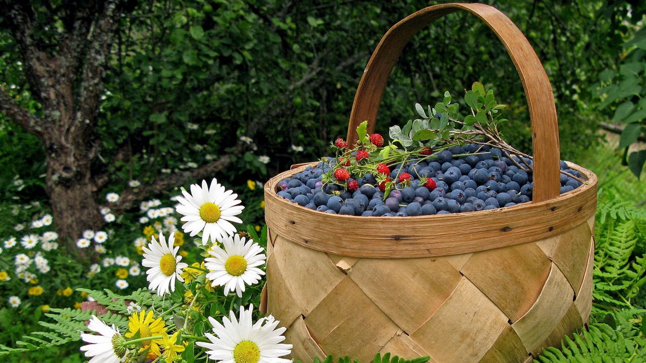 Wallpaper basket, berry, bilberry, wild strawberry, camomiles