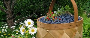 Preview wallpaper basket, berry, bilberry, wild strawberry, camomiles