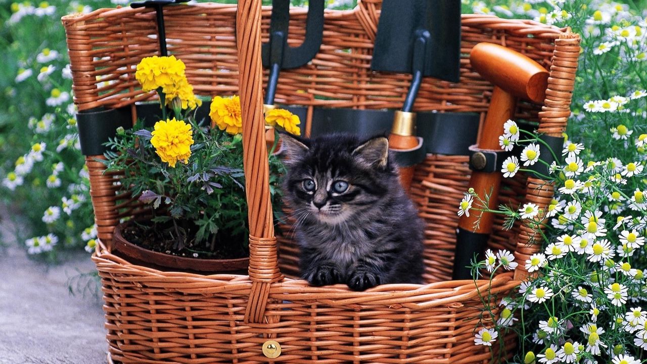 Wallpaper basket, cat, furry, flowers, field