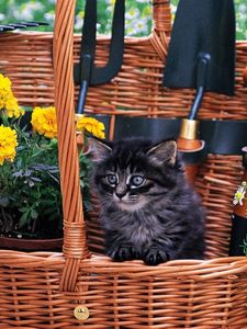 Preview wallpaper basket, cat, furry, flowers, field