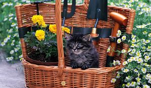 Preview wallpaper basket, cat, furry, flowers, field