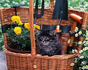 Preview wallpaper basket, cat, furry, flowers, field