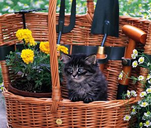 Preview wallpaper basket, cat, furry, flowers, field