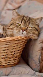 Preview wallpaper basket, cats, lie face