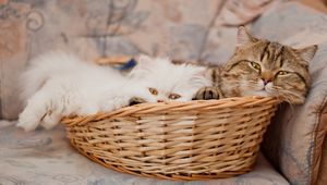 Preview wallpaper basket, cats, lie face