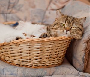 Preview wallpaper basket, cats, lie face