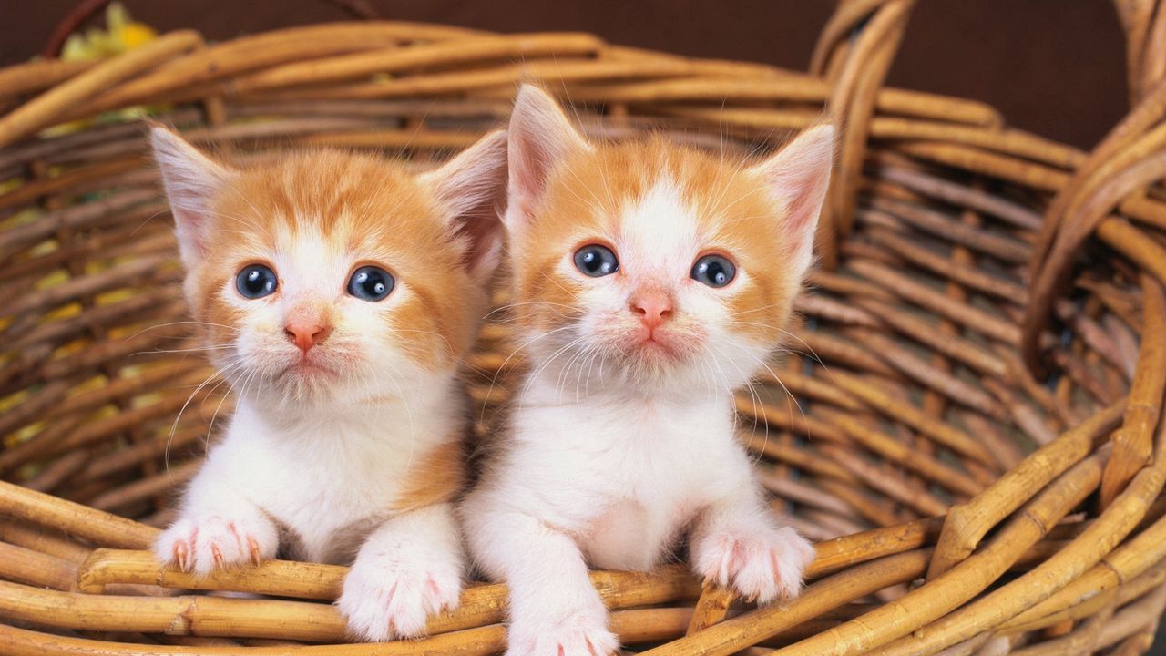 Wallpaper basket, kittens, pair