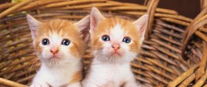 Preview wallpaper basket, kittens, pair