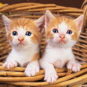 Preview wallpaper basket, kittens, pair