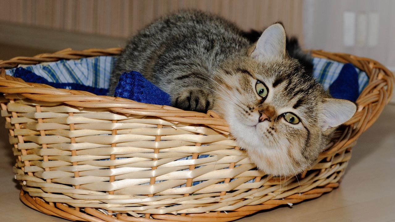Wallpaper basket, underlying, cat, playful