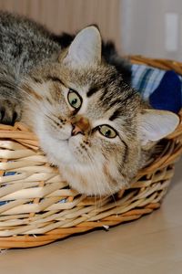 Preview wallpaper basket, underlying, cat, playful