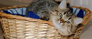 Preview wallpaper basket, underlying, cat, playful