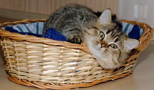 Preview wallpaper basket, underlying, cat, playful