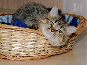 Preview wallpaper basket, underlying, cat, playful