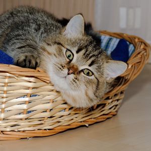 Preview wallpaper basket, underlying, cat, playful