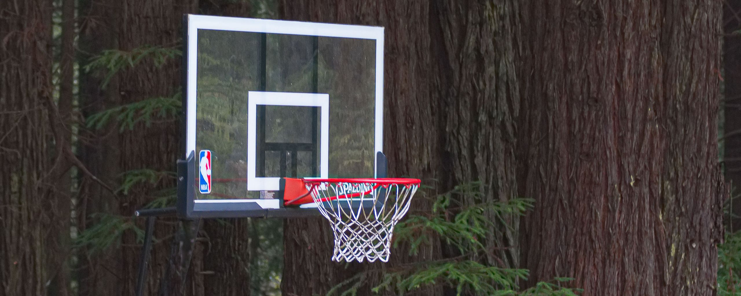 2560x1024 Wallpaper basketball hoop, net, basketball, sports, pine needles, trees