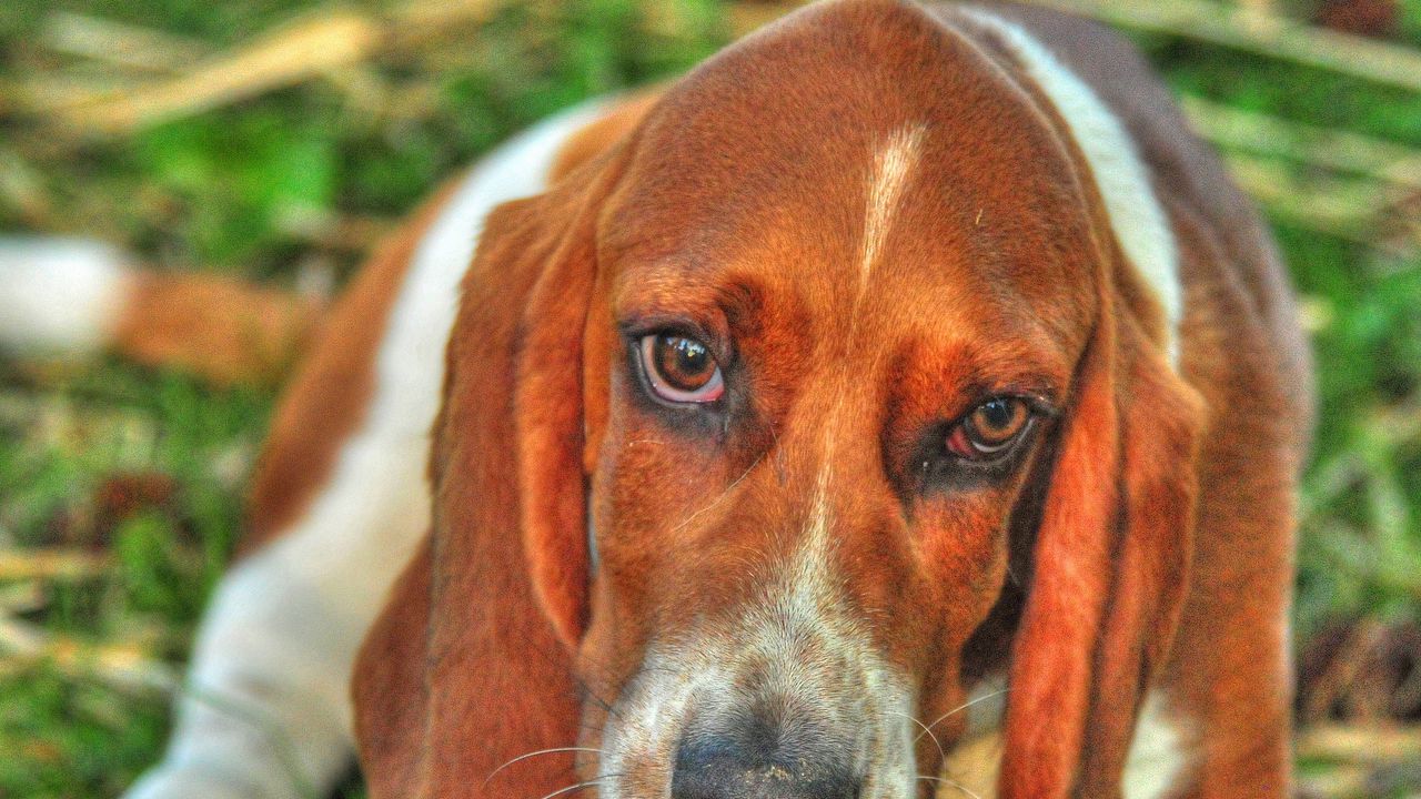 Wallpaper basset, dog, eyes, face