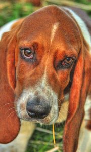 Preview wallpaper basset, dog, eyes, face