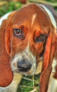 Preview wallpaper basset, dog, eyes, face