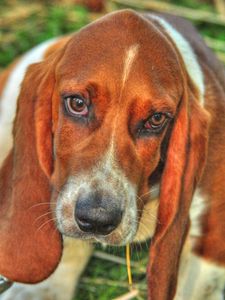 Preview wallpaper basset, dog, eyes, face